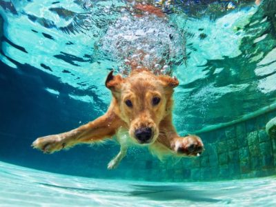 Dog diving underwater in swimming pool. Underwater funny photo of golden labrador retriever puppy in swimming pool play with fun - jumping, diving deep down. Actions, training games with family pets and popular dog breeds on summer vacation